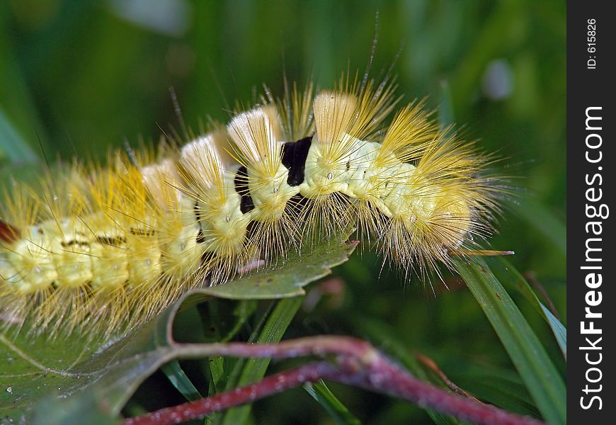 Caterpillar of butterfly Dasychira pudibunda.