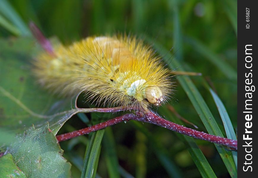 Caterpillar of butterfly Dasychira pudibunda.