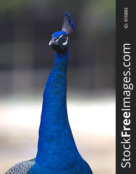 Stern Looking Peacock. Stern Looking Peacock