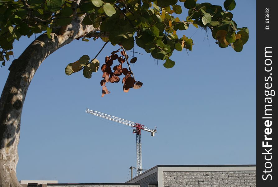 Tower Crane & Trees