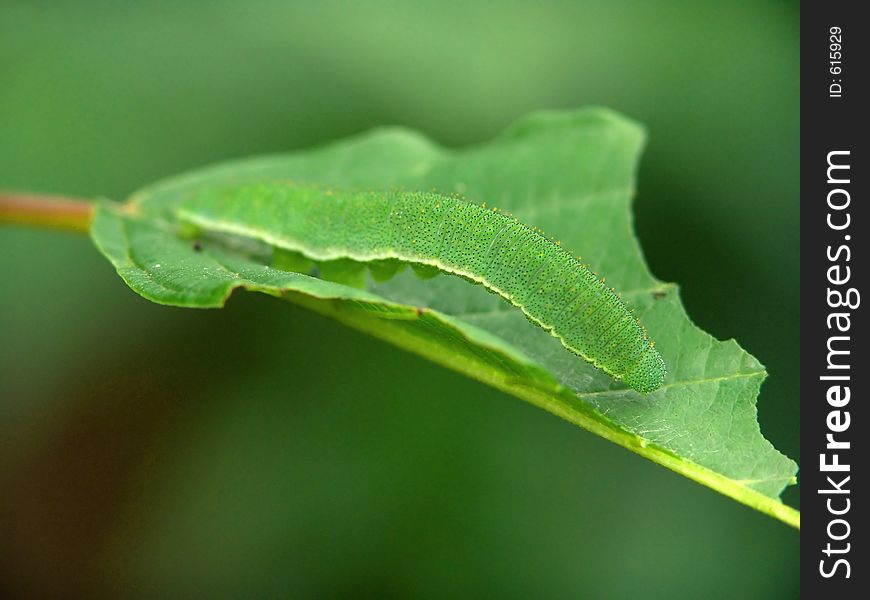 Caterpillar Of Butterfly Gonepteryx Rhamni.