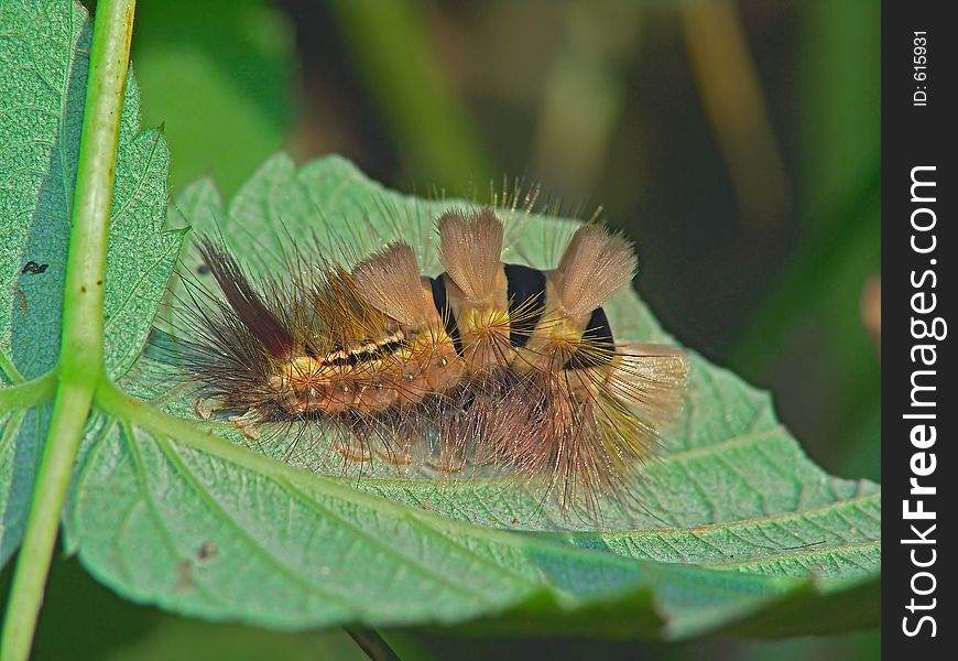 Caterpillar Of Butterfly Dasychira Pudibunda.