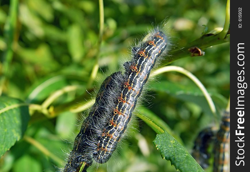 Caterpillar of butterfly Phalera bucephala.