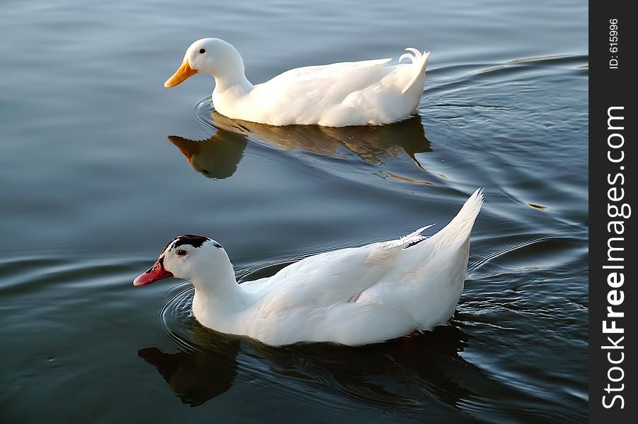 Two ducks swimming in a river