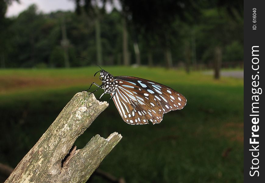 Blue butterfly perched on a branch www.cjsphotomagic.com Digital Photography Online Course. Blue butterfly perched on a branch www.cjsphotomagic.com Digital Photography Online Course