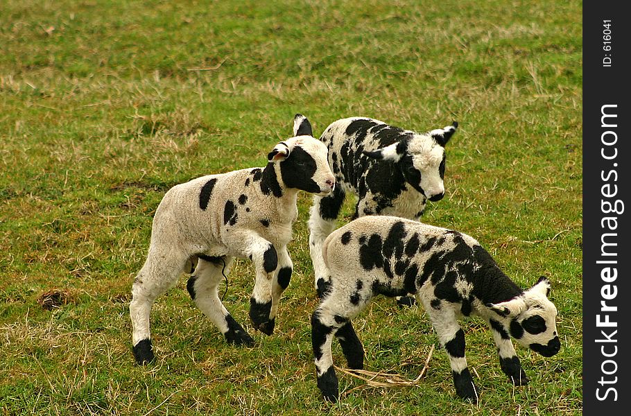 Group of three small black and white lambs playing together. Group of three small black and white lambs playing together