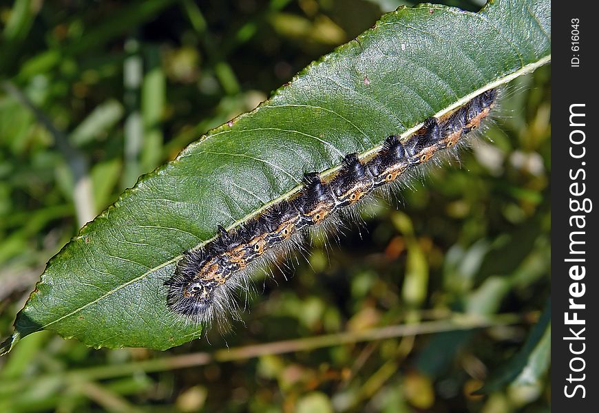 Caterpillar Of Butterfly Phalera Bucephala.