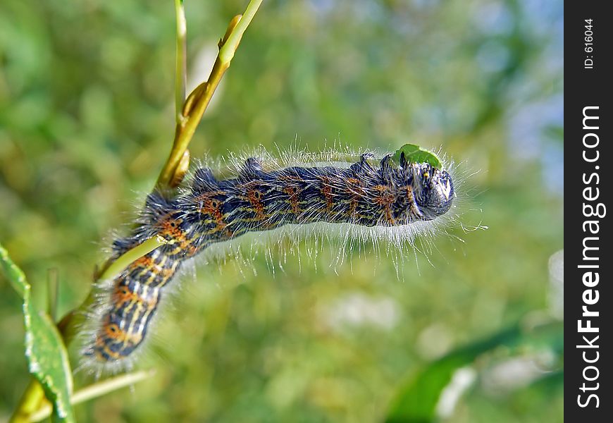 Caterpillar of butterfly Phalera bucephala.