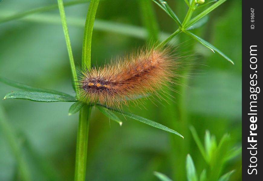 A caterpillar of the butterfly of family Arctiidae. The sort is not established. The photo is made in Moscow areas (Russia). Original date/time: 2004:06:26 12:10:50.