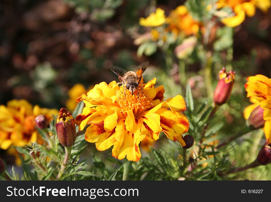 A bee pollinates a marigold plant. A bee pollinates a marigold plant