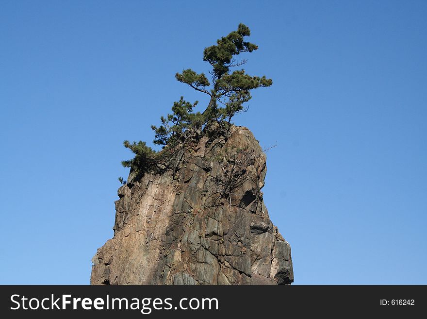 A pine tree sits upon a rock that overlooks the ocean. A pine tree sits upon a rock that overlooks the ocean.