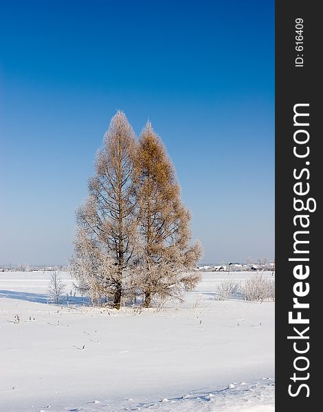 Winter landscape with frozen larches. Winter landscape with frozen larches