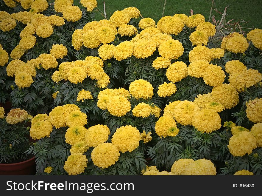 Gardens a bloom with yellow marigolds. Gardens a bloom with yellow marigolds