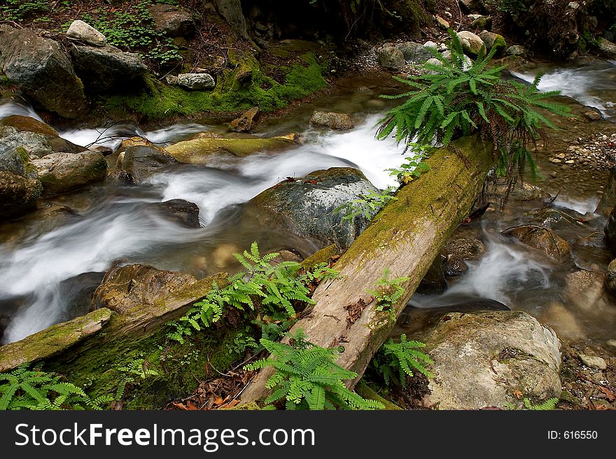 Motion blur on a stream with a large section of a trunk of a fallen tree with ferns is visible in the foreground. Motion blur on a stream with a large section of a trunk of a fallen tree with ferns is visible in the foreground.