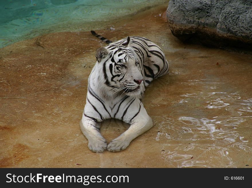 White Tiger Wading In The Sun