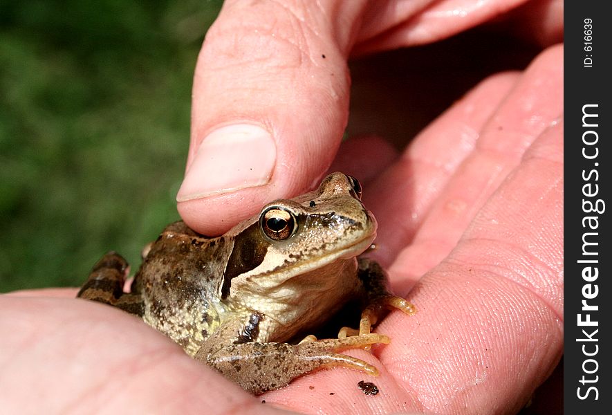 Small common frog in the hands