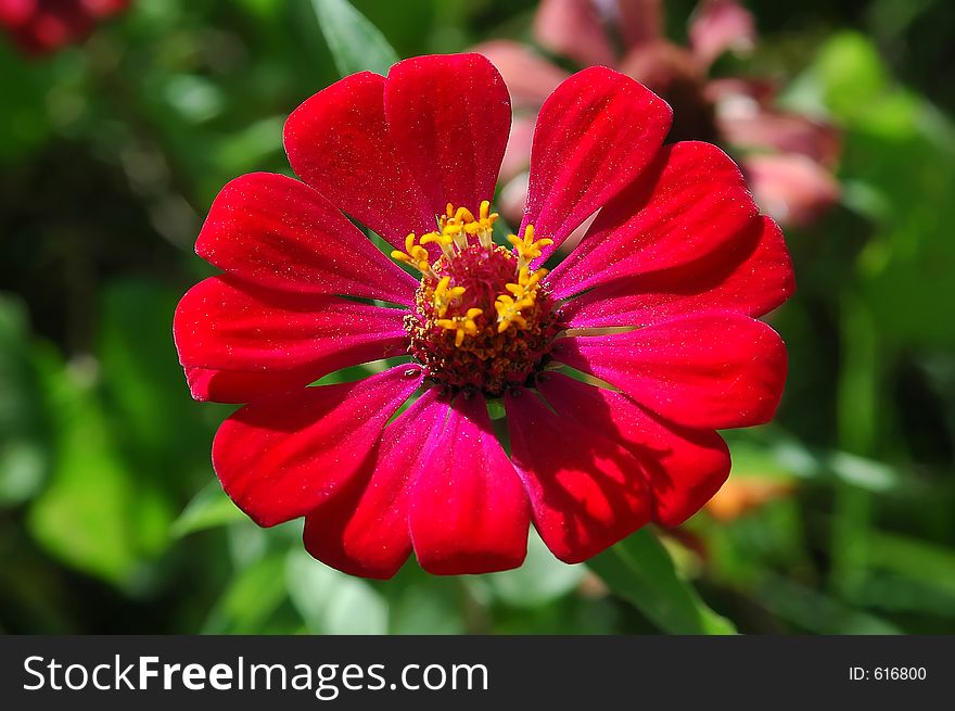 A red flower. A red flower