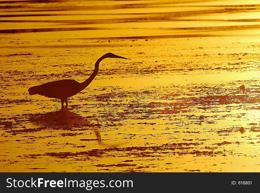 A heron in the lake. A heron in the lake