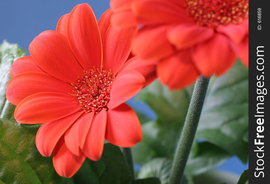 Two orange gerbera flowers in closeup. Two orange gerbera flowers in closeup