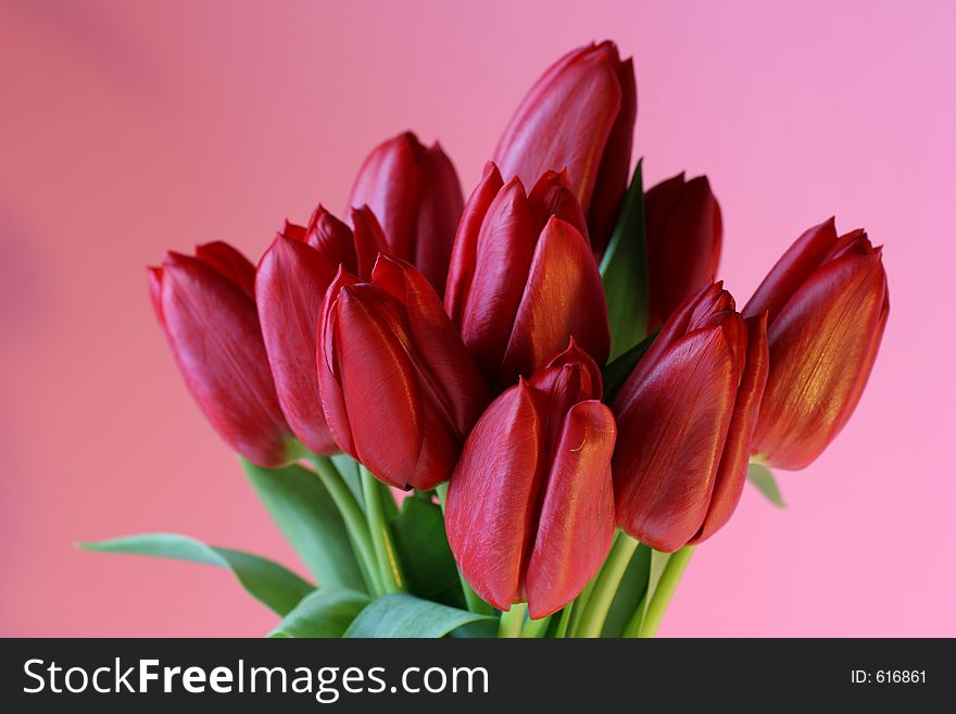 Red Tulips On Pink Background