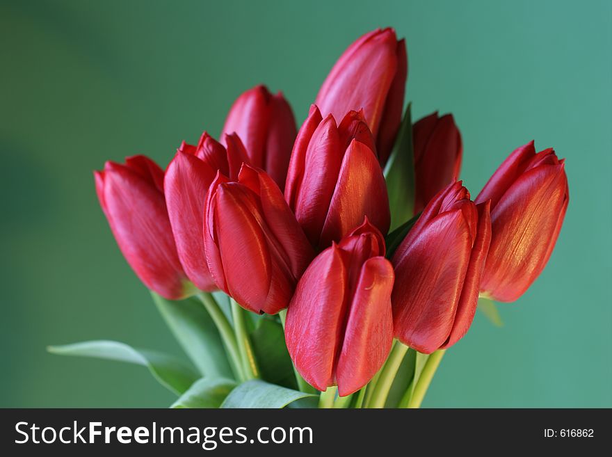 Red tulip bunch on a green background. Red tulip bunch on a green background