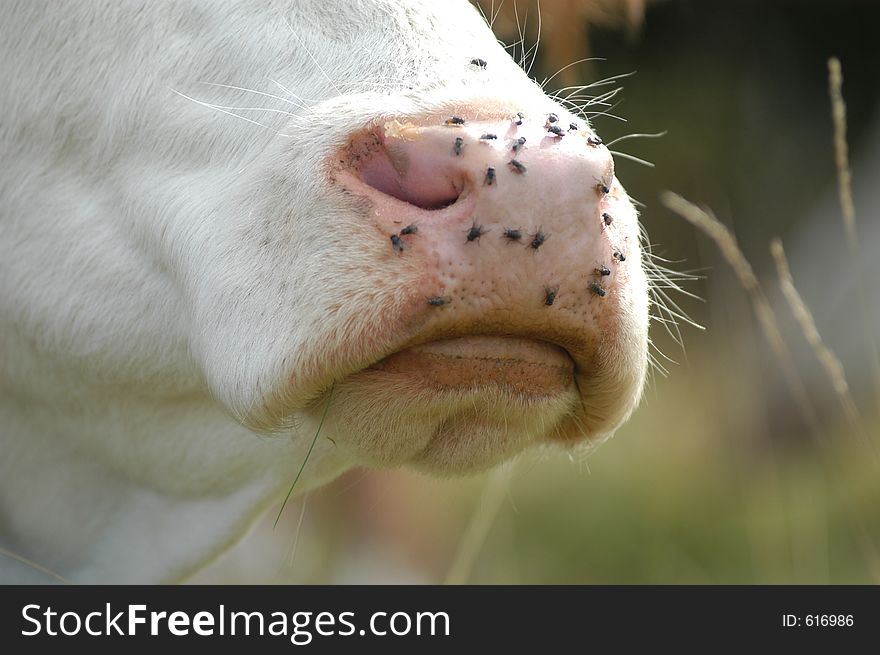 Flies on the nose of a cow. Flies on the nose of a cow