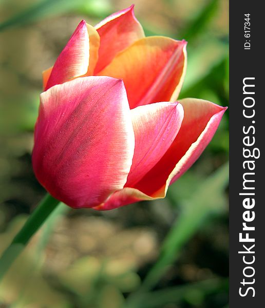 Red Tulip Outside