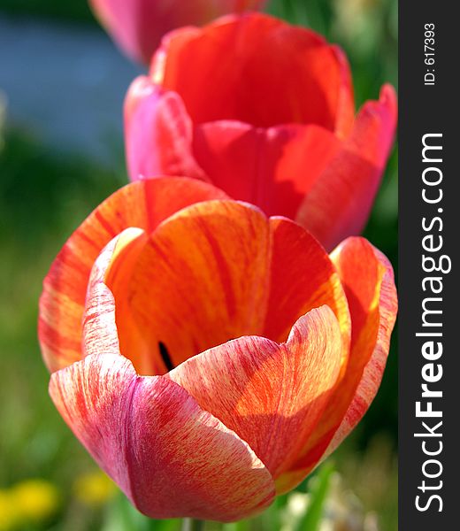 Two Red Tulips