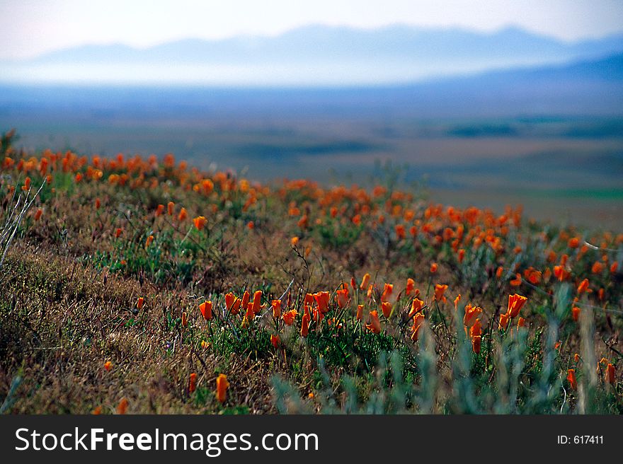 Poppy flowers in the morning with distant mountains in the background. The flowers in the front are in focus.