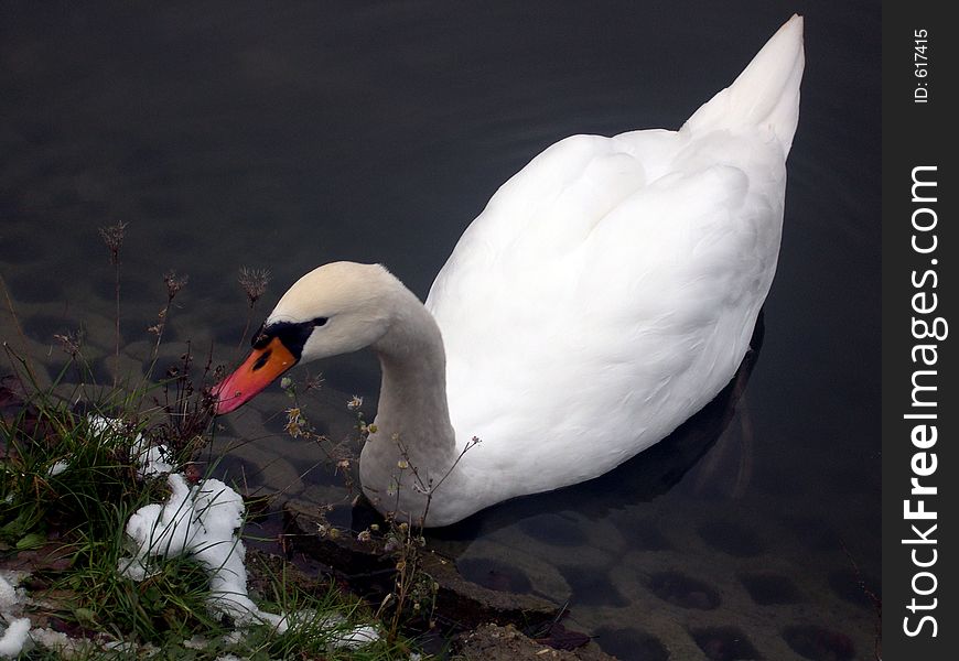 Swan isolated