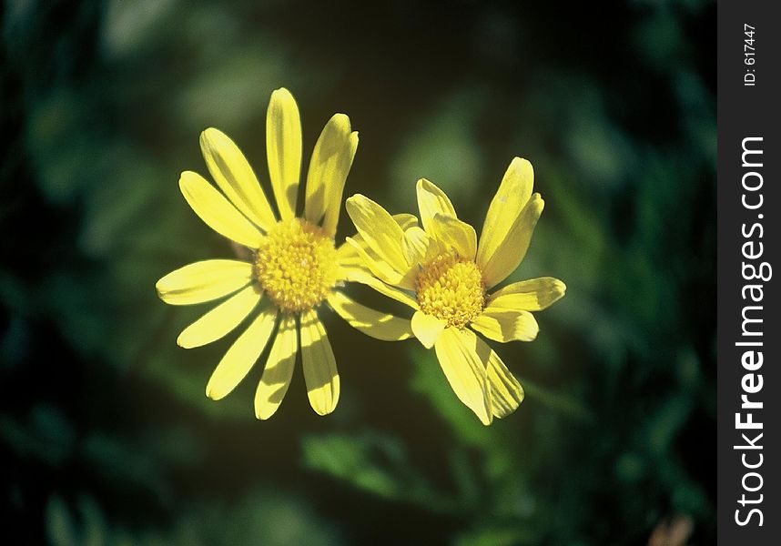 Wild flowers in moutains, Oregon