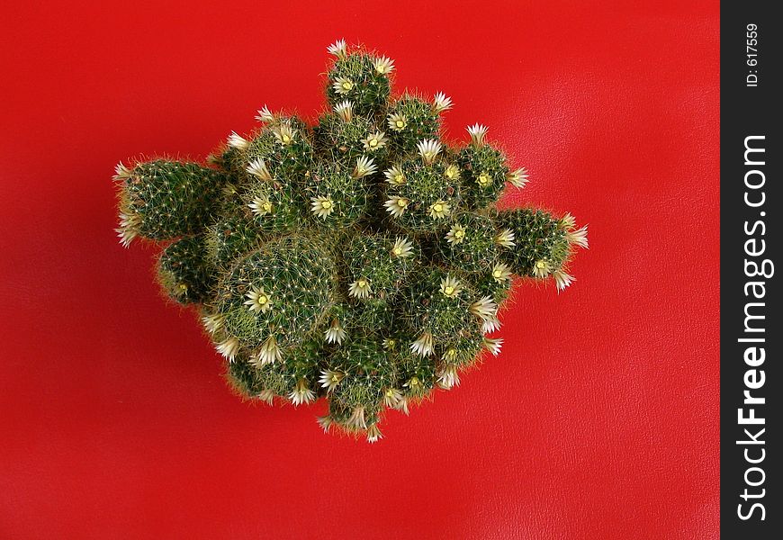 The Flowering cactus on red background. The Flowering cactus on red background..