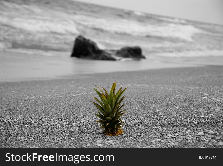 A lone pineapple found on a beach. A lone pineapple found on a beach.