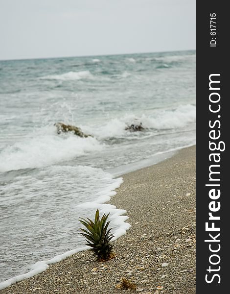 Pineapple on beach with ocean and foam from waves. Pineapple on beach with ocean and foam from waves.