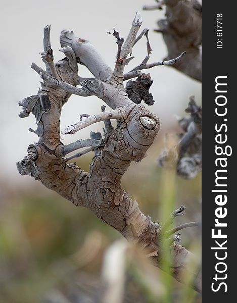 A picture of a sea grape branch closeup by a beach on a dune.