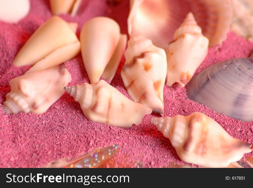 Conch shells on pink sand. Conch shells on pink sand