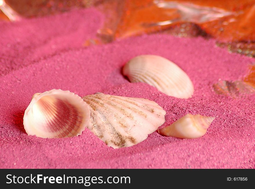 Sea shells on pink sand