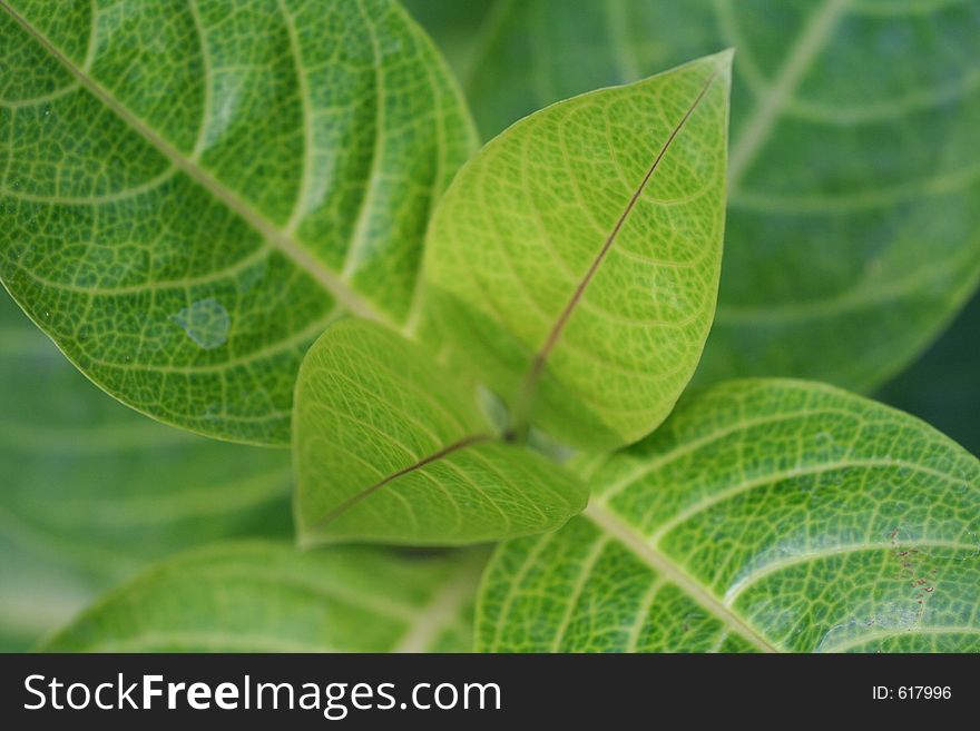 Leaf over leaves