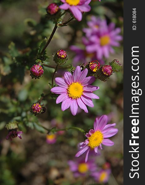 Purple daisy flower in a garden