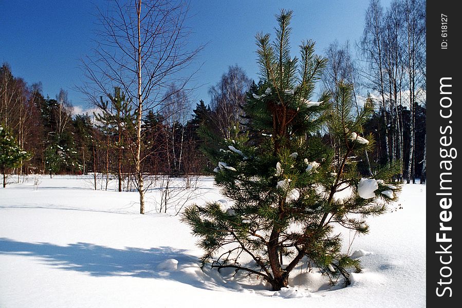 Scenic view of fir tree in winter snow with forest in background.