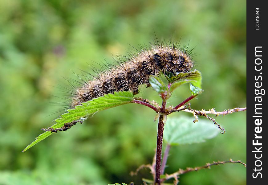 A caterpillar of the butterfly of family Arctiidae on a nettle. The sort is not established. The photo is made in Moscow areas (Russia). Original date/time: 2003:09:13 13:03:17. A caterpillar of the butterfly of family Arctiidae on a nettle. The sort is not established. The photo is made in Moscow areas (Russia). Original date/time: 2003:09:13 13:03:17.