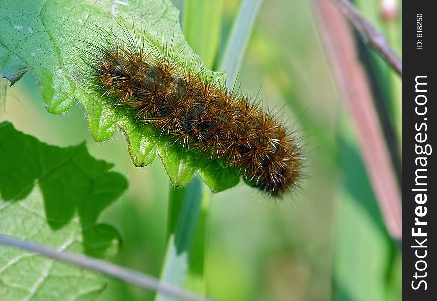 Caterpillar of the butterfly of family Arctiidae.