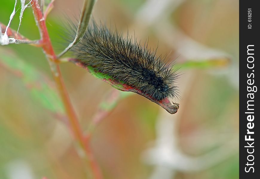 Caterpillar of the butterfly of family Arctiidae.