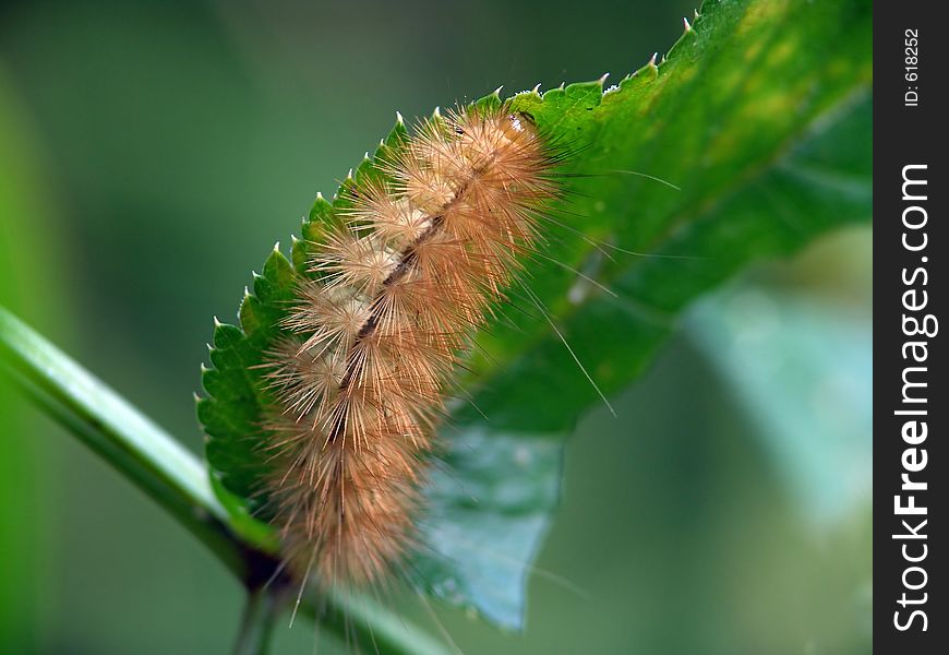 Caterpillar of the butterfly of family Arctiidae.