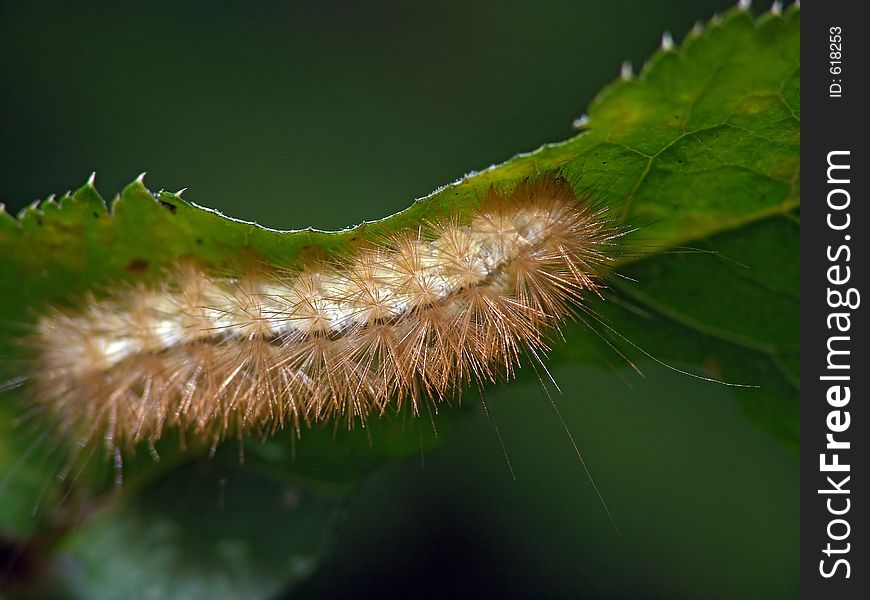 Caterpillar of the butterfly of family Arctiidae.