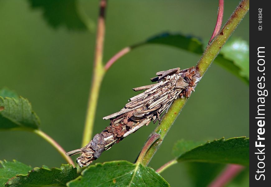 Caterpillar Of The Butterfly Of Family Psychidae.