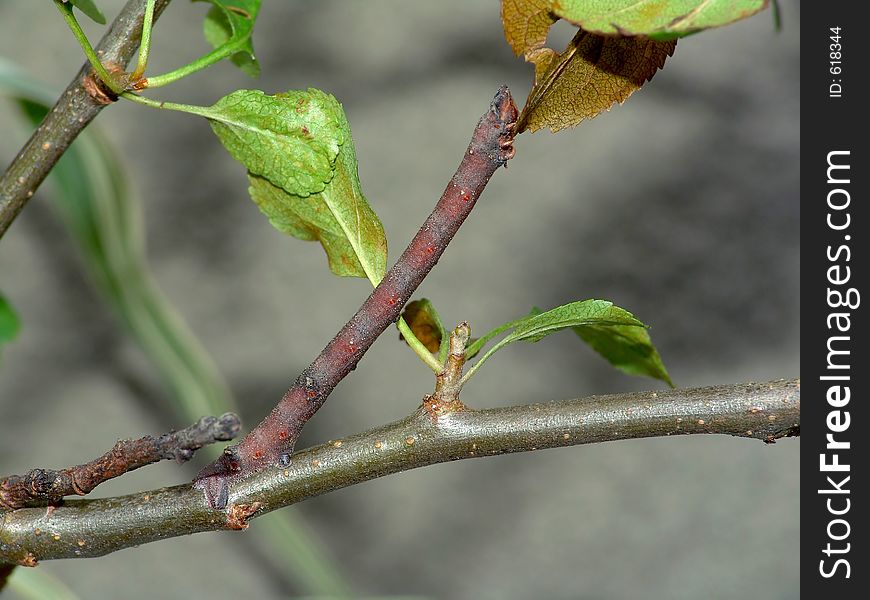 Caterpillar Of The Butterfly Of Family Geometridae.