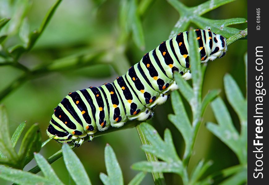 Caterpillar of butterfly Papilio machaon.