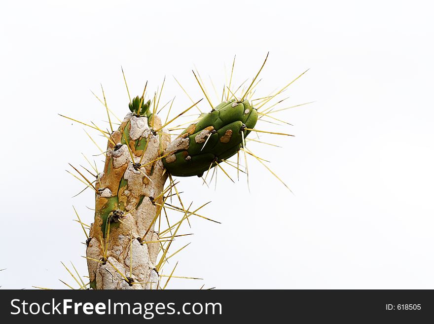 Top of a cactus with very sharp spikes. Top of a cactus with very sharp spikes