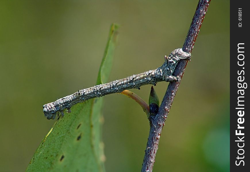 Caterpillar Geometridae on a branch of a birch. Has length of a body about 35 mm. A sort/kind are not established. The photo is made in Moscow areas (Russia). Original date/time: 2004:09:01 12:31:37. Caterpillar Geometridae on a branch of a birch. Has length of a body about 35 mm. A sort/kind are not established. The photo is made in Moscow areas (Russia). Original date/time: 2004:09:01 12:31:37.